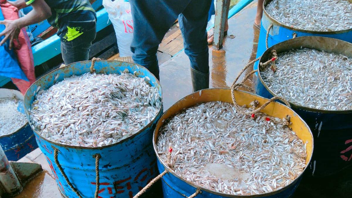 কাপ্তাই লেকে মাছ শিকার শুরু প্রাণ ফিরেছে অবতরণকেন্দ্রে