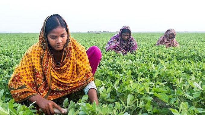 তবু স্বীকৃতি পাচ্ছেন না গ্রামীণ নারীরা