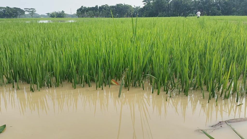 দুর্গাপুরে ঢলের পানিতে আমনের ক্ষতি ৯৭ কোটি টাকা, দুশ্চিন্তায় কৃষক