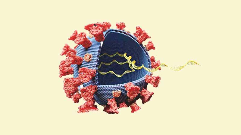 দেশে করোনাভাইরাসের নতুন উপধরন শনাক্ত 