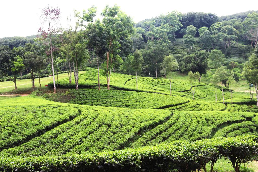 সিলেটে চা-বাগানের গাছে ঝুলছিল যুবকের মরদেহ