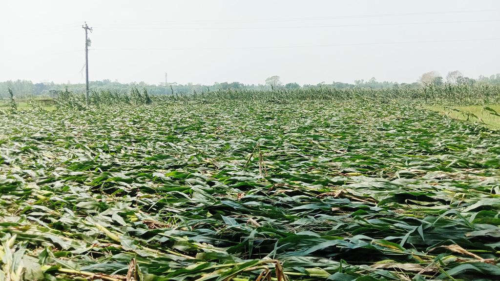 হরিরামপুরে কালবৈশাখী ঝড়ে ভুট্টার ব্যাপক ক্ষতি